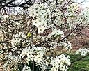 Bradford Pear Tree Blossoms 2.jpg